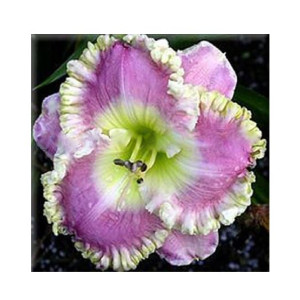 Husmah Hibiscus Off White Purple Flower Seeds