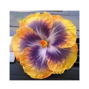 Husmah Hibiscus Yellow Purple Flower Seeds