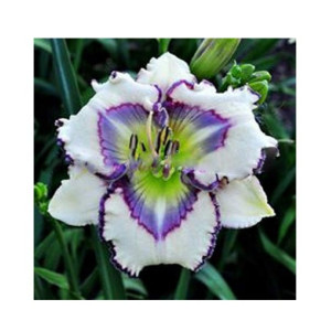 Husmah Hibiscus White Violet Flower Seeds
