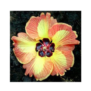 Husmah Hibiscus Yellow Orange Flower Seeds