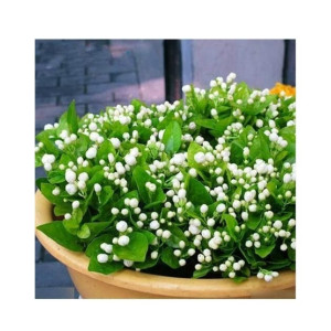 Husmah Extremely Fragrant Jasmine Flower Seeds