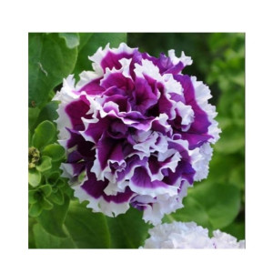 Husmah Petunia Multi Petal Blue White Flower Seeds