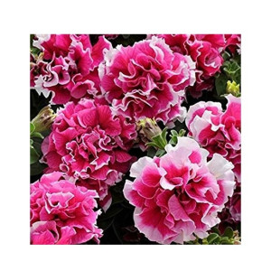 Husmah Petunia Multi Petal Pink Flower Seeds