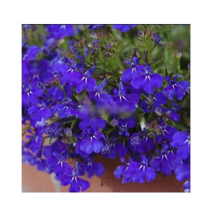 Husmah Regatta Midnight Flower Seeds