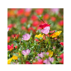 Husmah Scutellaria Barbata Sunflower Mix Color Flower Seeds