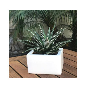 Husmah Zebra Plant Succulent Seeds