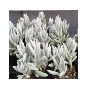 Husmah Senecio Haworthii Cocoon Plant Succulent Seeds