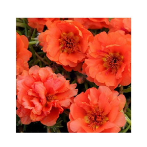 Husmah Sun Flower Gul e Dopher Orange Flower Seeds