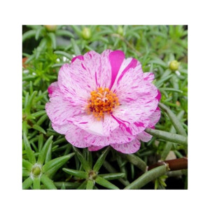 Husmah Sun Flower Gul e Dopher Pink Dragon Flower Seeds