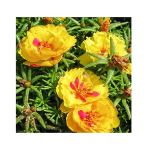 Husmah Sun Flower Gul e Dopher Yellow Flower Seeds