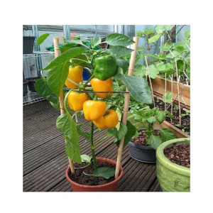 Husmah Capsicum Yellow Vegetable Seeds Home Gardending