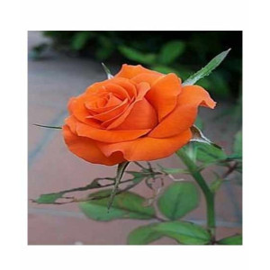 Husmah Rose Orange Flower Seeds