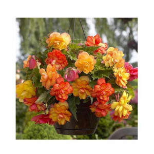 Husmah Begonia Flower seeds Yellow & Orange