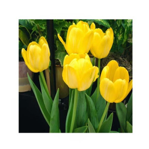 HusMah Fringed Tulip Seeds Yellow
