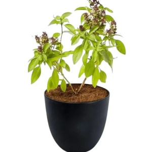 Urban Crate Live Plant Rooted Without Pot