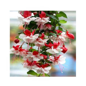 HusMah Bonsai Fuchsia Perennial Flowering Plants Seeds