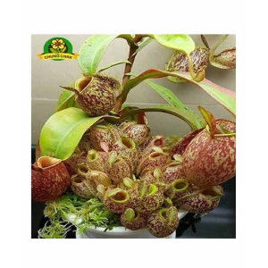 HusMah Eating Mosquito Carnivorous Nepenthes Plant Seeds