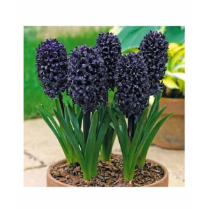 HusMah Hyacinthus Orientalis Flower Seeds Black