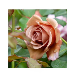 HusMah Koko Loko Rose Flower Seeds