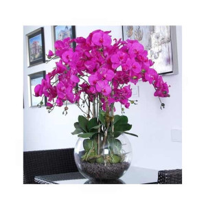HusMah Phalaenopsis Orchid Seeds Purple