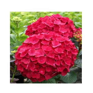 HusMah Rare Hydrangea Seeds Red