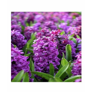 HusMah Rare Purple Hyacinth Orientalis Flower Seeds Blue