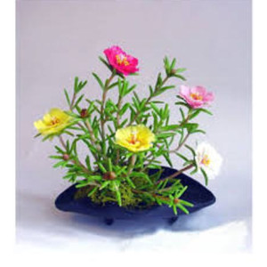 Diy Store Portulaca Double Mix Flowers Seeds