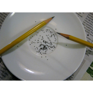 Diy Store Coleus Dwarf Fairway Plant Seeds