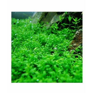 HusMah Live Aquarium Fish Tank Big Leif Plants Seeds-100 Seeds