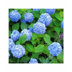 HusMah Rare Hydrangea Seeds Blue