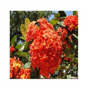 HusMah Rare Hydrangea Seeds Orange