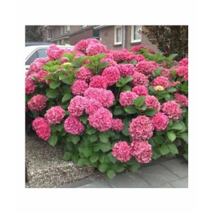 HusMah Rare Hydrangea Seeds Pink