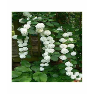 HusMah Rare Hydrangea Seeds White
