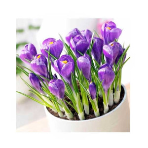 HusMah Rare Netherlands Saffron Flower Seeds