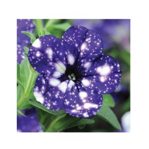 HusMah Rare Petunia Seeds Dark Blue