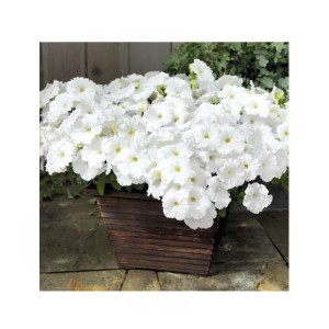 HusMah Rare Petunia Seeds White