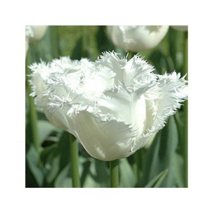 HusMah Rare Tulip Seeds White
