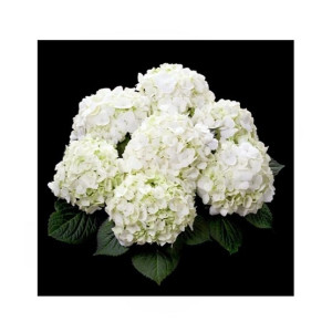 HusMah Rare Hydrangea Seeds White