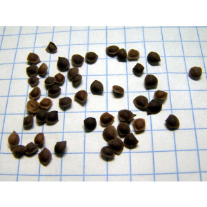 Diy Store Mimosa Pudica Shame Plant Seeds