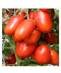 iShopping - HusMah Hybrid Tomato Seeds- 25kg Production per Plant