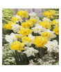 iShopping - HusMah Beautiful Narcissus Flower Balcony Plant Seeds-Yellow White Mix
