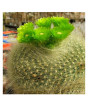 iShopping - HusMah Bonsai Notocactus Graessneri Cactus Flower Seed- Green