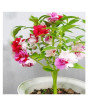 iShopping - HusMah Balsamine Bonsai Flower Seeds