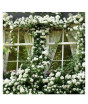 iShopping - HusMah Rare Climbing Rose Seeds - White
