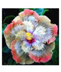 iShopping - Husmah Hibiscus Multi Color Flower Seeds