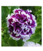 iShopping - Husmah Petunia Multi Petal Blue White Flower Seeds