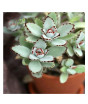 iShopping - Husmah Panda Plant Succulent Seeds