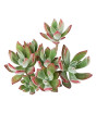 iShopping - Husmah Plush Plant Succulent Seeds