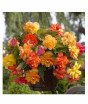 iShopping - Husmah Begonia Flower seeds Yellow & Orange