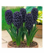iShopping - Husmah Rare Black Hyacinth Orientalis Flower Seeds